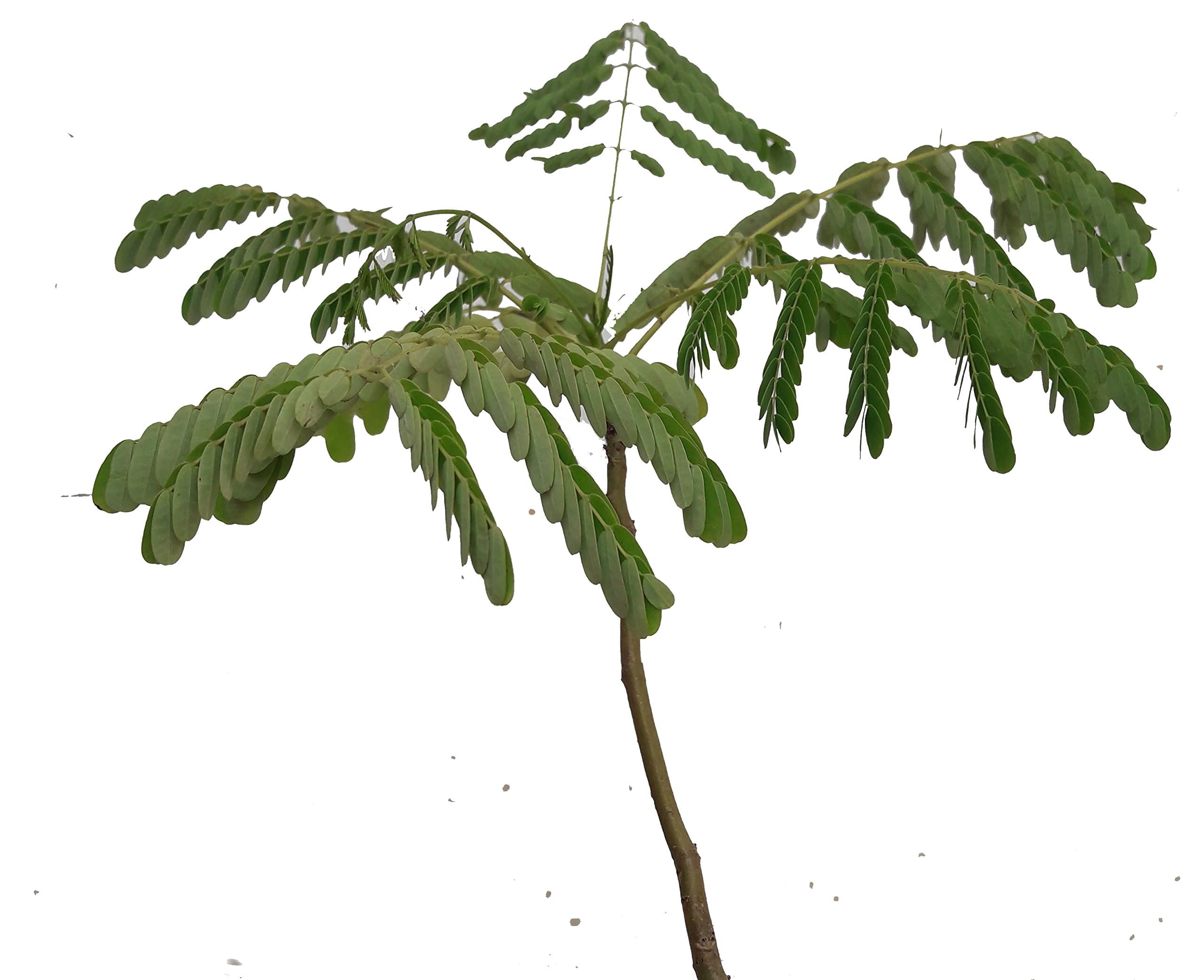 Delonix Regia - Royal Ponciana