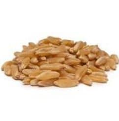 Bulk Grains 100% Organic Kamut Berries - Single Bulk Item - 25LB