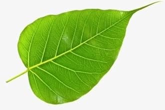 Green Organic Peepal Tree Leaves/Fresh Pepal Ke Patte/Herbal (20 leaves) Natural Pipal Leaf