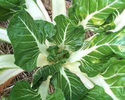 Fresh Kale I Nutrient-Rich & Versatile for Cooking I Salads & Smoothies I Approx 350G to 450G I Pack of 2