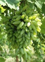 RISHIKA PLANT HOUSE Moon drops Green Grape Plant Seedless Vine Cutting Live Grape Healthy Plant With Pot for Home Garden Tree Pack of 1