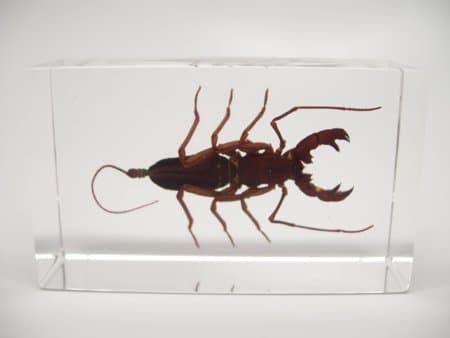Lucite Treasures Whip Scorpion Paperweight