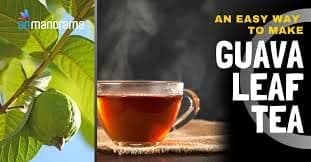 DADFirm Fresh Guava Leaves - Amrood ke Patte, Payara, Peroo, Pijuli, Jam Phal, Medicinal Leaf, Organic Leaf (75)