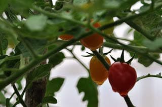 Seedstores : Hybrid Pusa Ruby High Yield Tomato 50 Seeds for Terrace Roof Top Balcony Kitchen Poly House Gardening