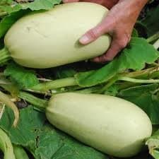 Lebanese Cousa Squash by Stonysoil Seed Company