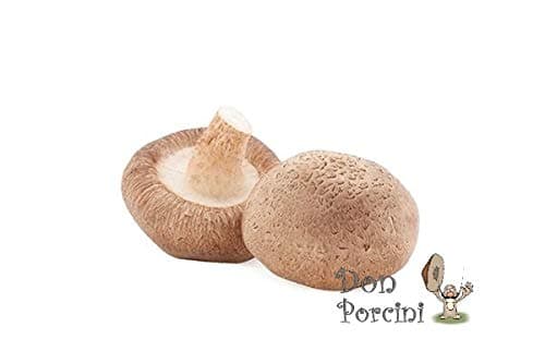 Shiitake Imperial Mushroom (Lentinula edodes) Mycelium Dried Seeds Spawn Shiitake Mushroom Spores (1 oz) by Don Porcini
