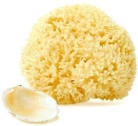 Natural Wool Sea Sponge - 4-5 Inch