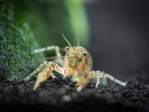 1 Live Cajun Dwarf Crayfish