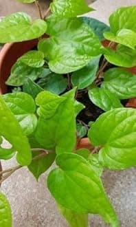 Generic Betel Leaf Plant (Hybrid - Pack of 1)