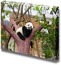 Canvas Prints Wall Art - Sleeping Baby Giant Panda on a Tree Branch | Modern Wall Decor/Home Art Stretched Gallery Canvas Wrap Giclee Print & Ready to Hang - 24" x 36"