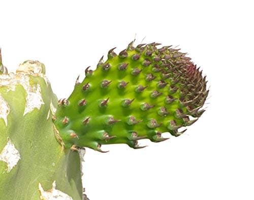 Prickly Pear Cactus Mix (Opuntia) 25+ Seeds