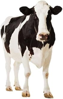 Cow - Wildlife/Animal Lifesize Cardboard Cutout / Standee / Standup