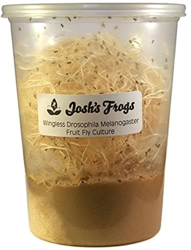 Josh's Frogs Wingless Drosophila Melanogaster Fruit Fly Cultures (Fresh)