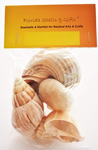 6 Medium to Large Shell Hermit Crab Changing Set - Select Shells - 3/4"-1 1/2"+ Opening - Land Snail, Moon and Conch Shells