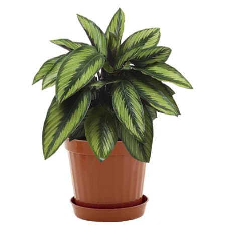 Plastic Decorative Pots #4 Terracota, 5.51 Inch, 12 Pack