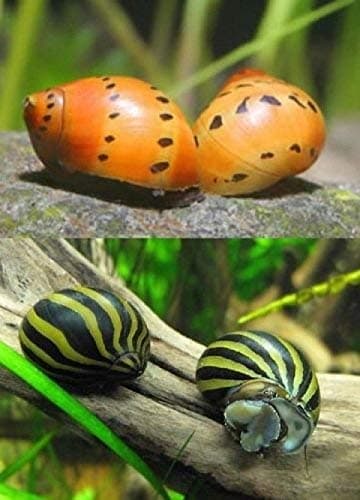 Live Freshwater Aquarium Fish - (12) Varied Nerite Snails - 12 Pack of Mixed Nerites(Zebra, Red Spotted, Horned) Populate Your Fish Tank!
