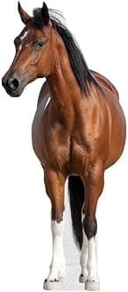 Horse - Life Size Cardboard Cutout Standup People with Support Standee | Animals -3