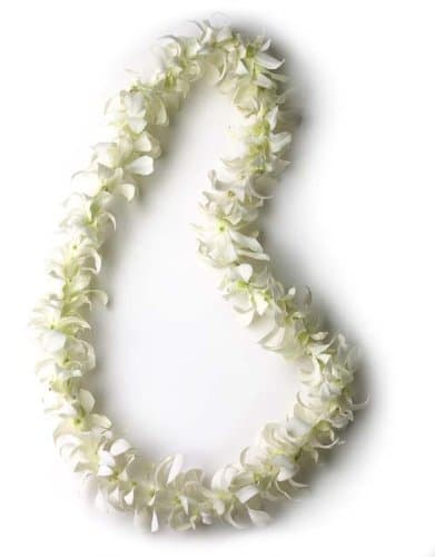Hawaiian Lei - Fresh Single Strand Orchid Lei - White
