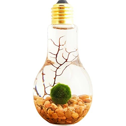 Bliss Gardens Marimo Moss Ball Light Bulb Water Terrarium/River Rocks/Great Gift/New Pet/Aquatic Plant