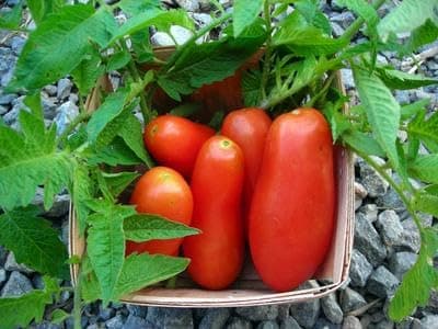 Italian Heirloom Tomato - San Marzano