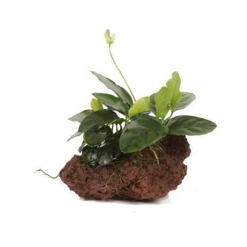 Anubias on Lava Rock - Approx 12cm Wide