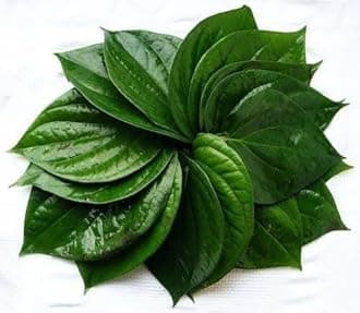 Live Rare Paan Betel Leaf (Magai Paan) Plant(Pack Of-1)/Meetha Paan (Sweet Paan)/Piper betle Live Healthy Hybrid Quality Plant & Tree for home garden(Above 6-12 Inch) on Nursery Poly Bag.