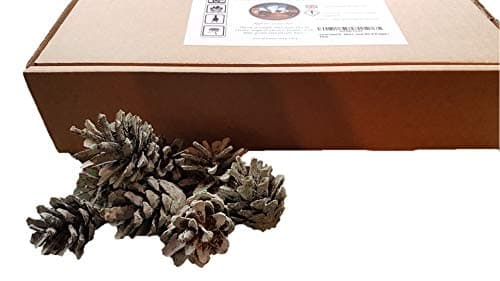 Aurora Cones™ - flame colour changing pine cones (Box of 30 approx.)