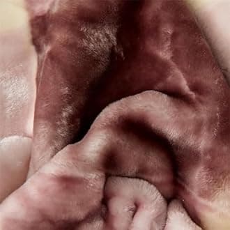 LGYKUMEG Heavy Winter Fleece Plush Blanket King Size,Korean Mink Blanket,Silky Soft And Warm, 2 Ply Reversible Raschel Bed Blanket,Red Beans,150x200cm