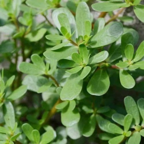 Garden® Imported Bathua Leaf Vegetables Seeds For Kitchen Gardening (Pack Of 100 Seeds)