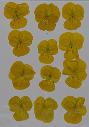 LoveDiyLife Yellow Hydrangea Real Pressed Dried Flowers