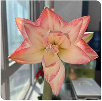 Amaryllis for Planting Now UK Perennial Good for Containers Excellent Display Plant Bulbs Ornamental Greening Flower Natural Organic Easy Plant Perennial -5bulbs-L