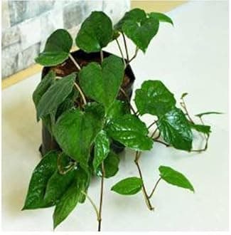 FasanGreen Betal Leaf Herb Indoor & Outdoor Plant with Pot (Pack of 1) (FG_3112)