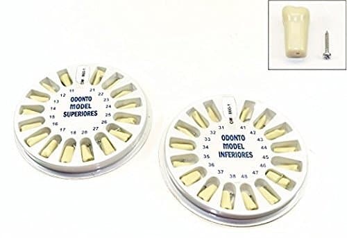 Dental Typodont Ivorine Upper and Lower Replacement Teeth for Model 200