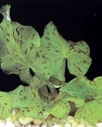 Nymphea Tiger Lotus Green