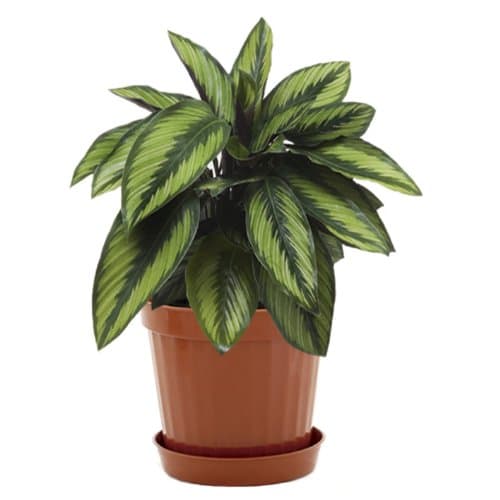 Plastic Decorative Pots #4 Terracota, 24 Pack