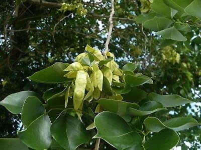 40pcs Dalbergia latifolia Tree Seeds