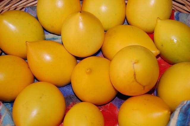 New Fresh 60pcs Abiu Fruit Seeds Dichondra