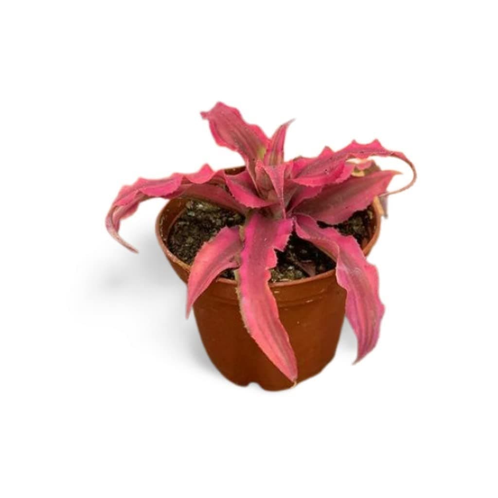 OhhSome Gardening Plant Cryptanthus Ruby, 8.5 Cm Potluxurious Look And Require Little Care (Air Purifier Healthy Live Plant)