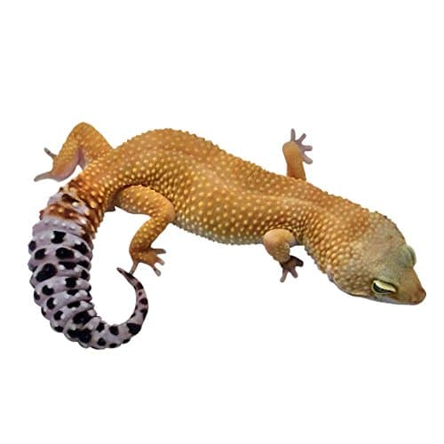 Leopard Gecko Decal - 10.5" tall x 18.5" wide