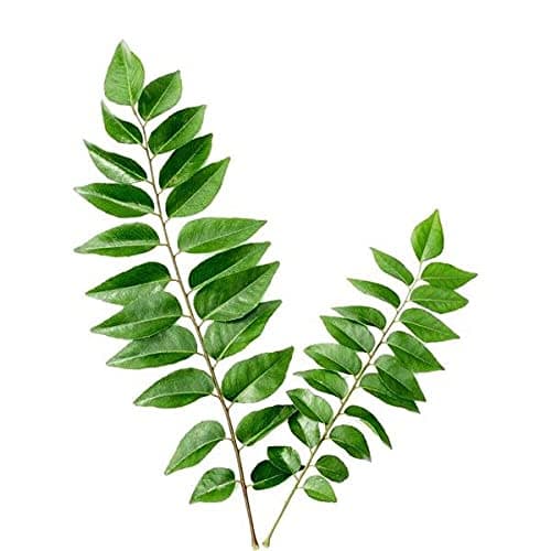 Organic Curry Leaf Seed