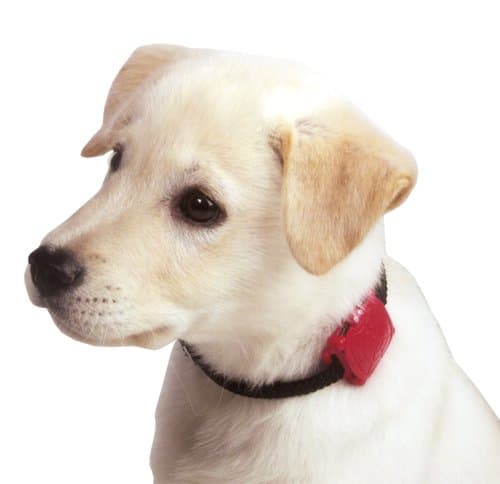 Pet Safety Immersion Pool/Water Alarm