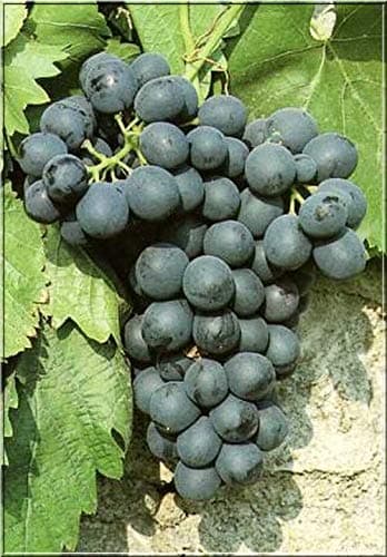 1 x Black Grape Vine Plant Vitis Boskoop Glory - High Yielding Dessert Fruit - for UK Climates Garden Outdoor