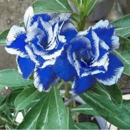 TTmart 1 Piece Desert Rose Blue Seeds with White Side Garden Home Bonsai Balcony Flower 100% Genuine Desert Rose Obesum Seeds