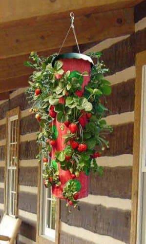 TT091112 Topsy Turvy Strawberry Planter