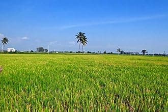 SRK RED RICE/KAJE/BROWN RICE/KERALA MATTA/Mangalorean Parboiled Rice 5KG