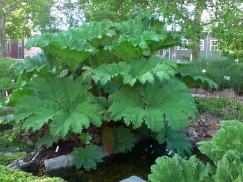 Gunnera manicata GIANT LEAVES Seeds!