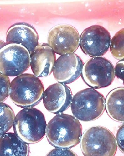 Bull's Eye Seed (Ojo de Buey) 4 Seed Pods