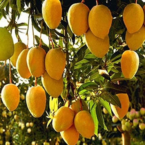 Caiuet Seed, Mango Seeds,Mango Tree Seeds Rare Organic Fruit Seeds Home Garden Fruit Tree Seeds Flowers Seed