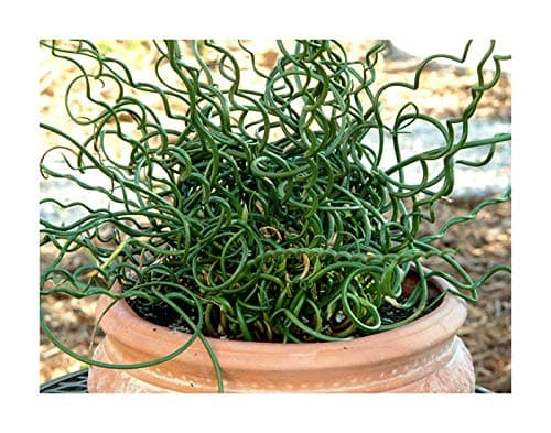RP Seeds Juncus effusus spiralis (Corkscrew Rush) - 30 Seeds
