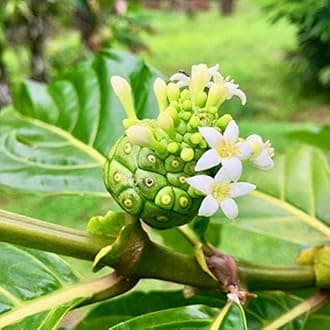 Pure Fiji Hydrating Body Lotion NONI Infusion, 3 oz. by Pure Fiji